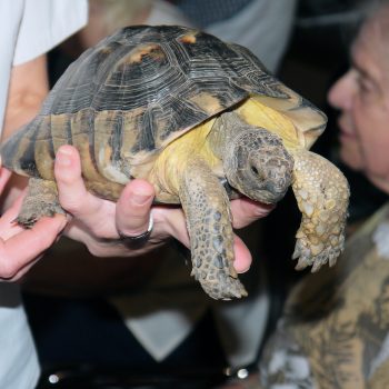 Schildkröte Otto
